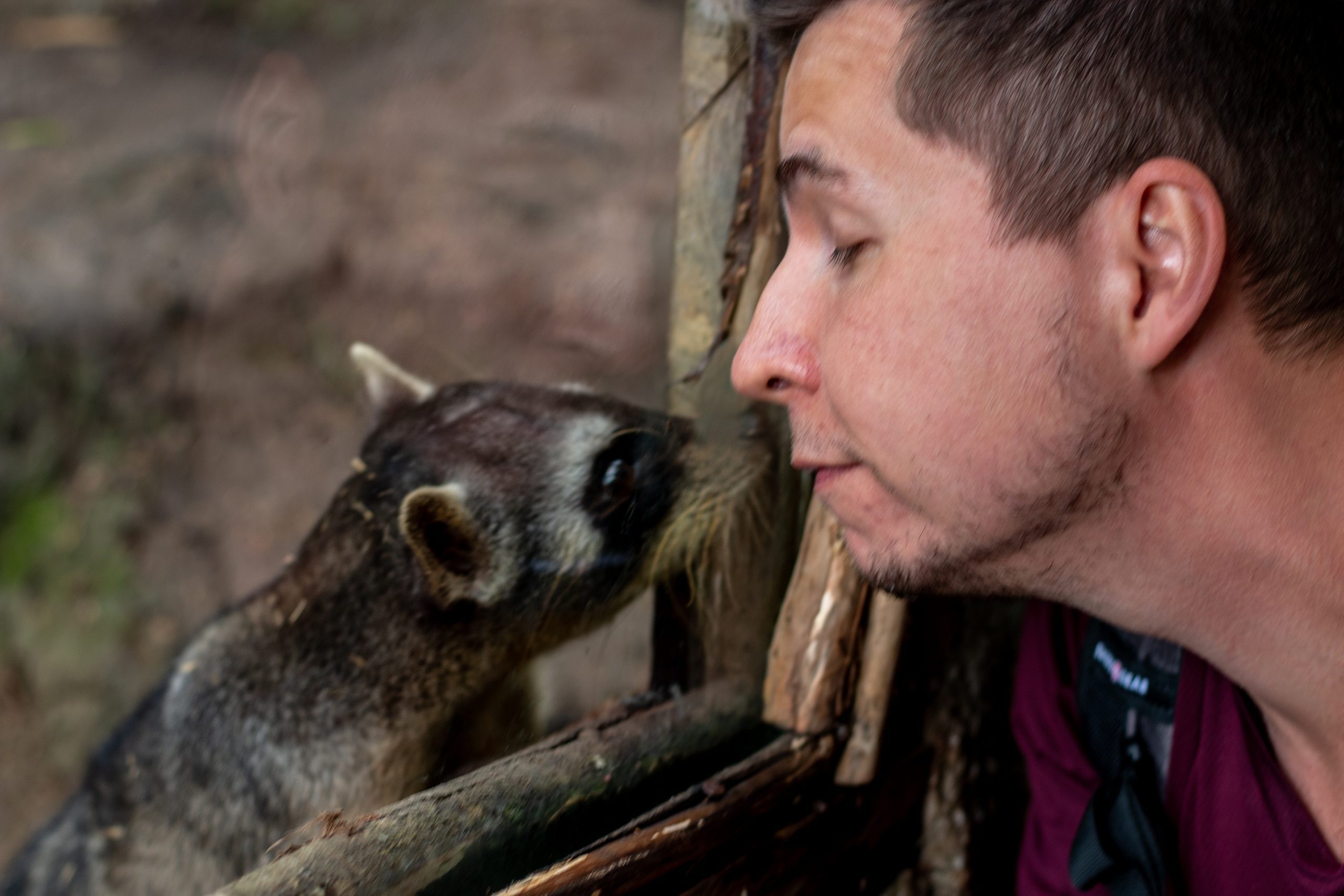 Cuchucho in Amaru Zoo Cuenca Ecuador