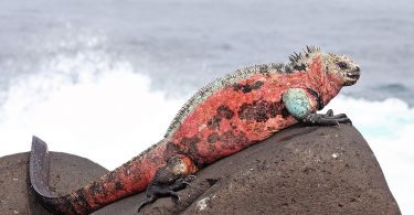 Marine iguana on Espanola island on Galapagos archipelago