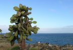 Santa Fe island, Galapagos