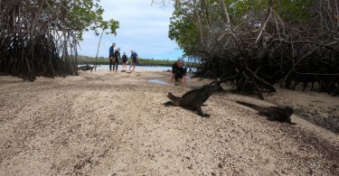 Land Iguana at Pinzon Island Galapagos