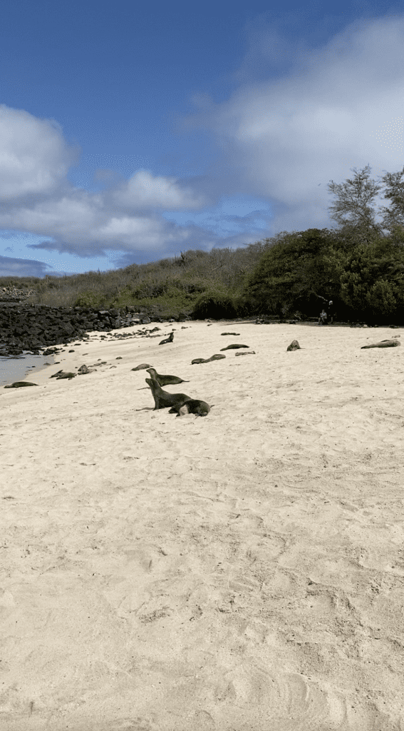 Punta Carola Beach San Cristobal Island