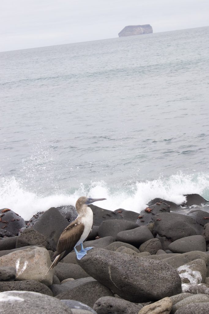 Blue footed boobie, North Seymour Island, Galapagos