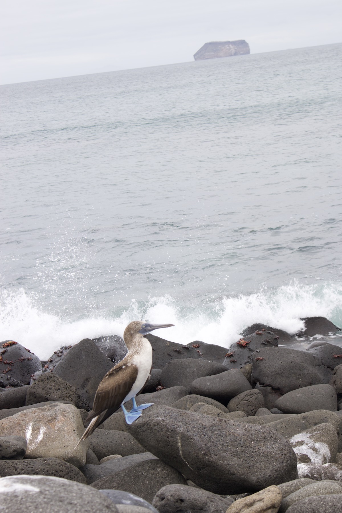 Blue footed boobie, North Seymour Island, Galapagos