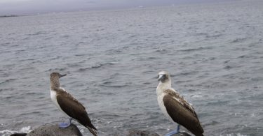 Blue-Footed Boobies Galapagos