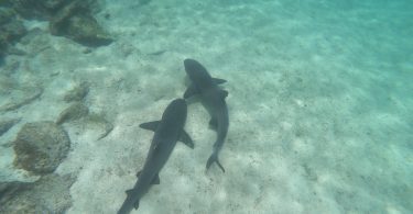 Galapagos Shark