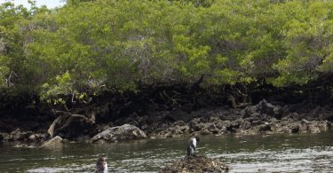 Penguins during Los Tuneles Tour on Isabella Island, Galapagos