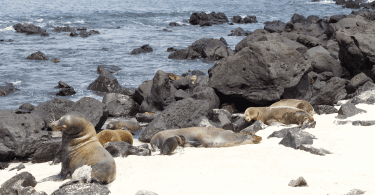 Sea Lions at Playa Oro in San Cristobal Island