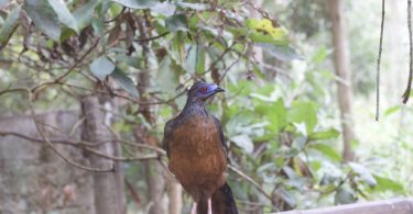 Amary Zoo in Cuenca Ecuador (featured image)