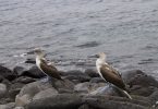 Blue Footed boobies on Punta Pitt point