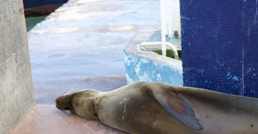 City of Puerto Ayora Galapagos