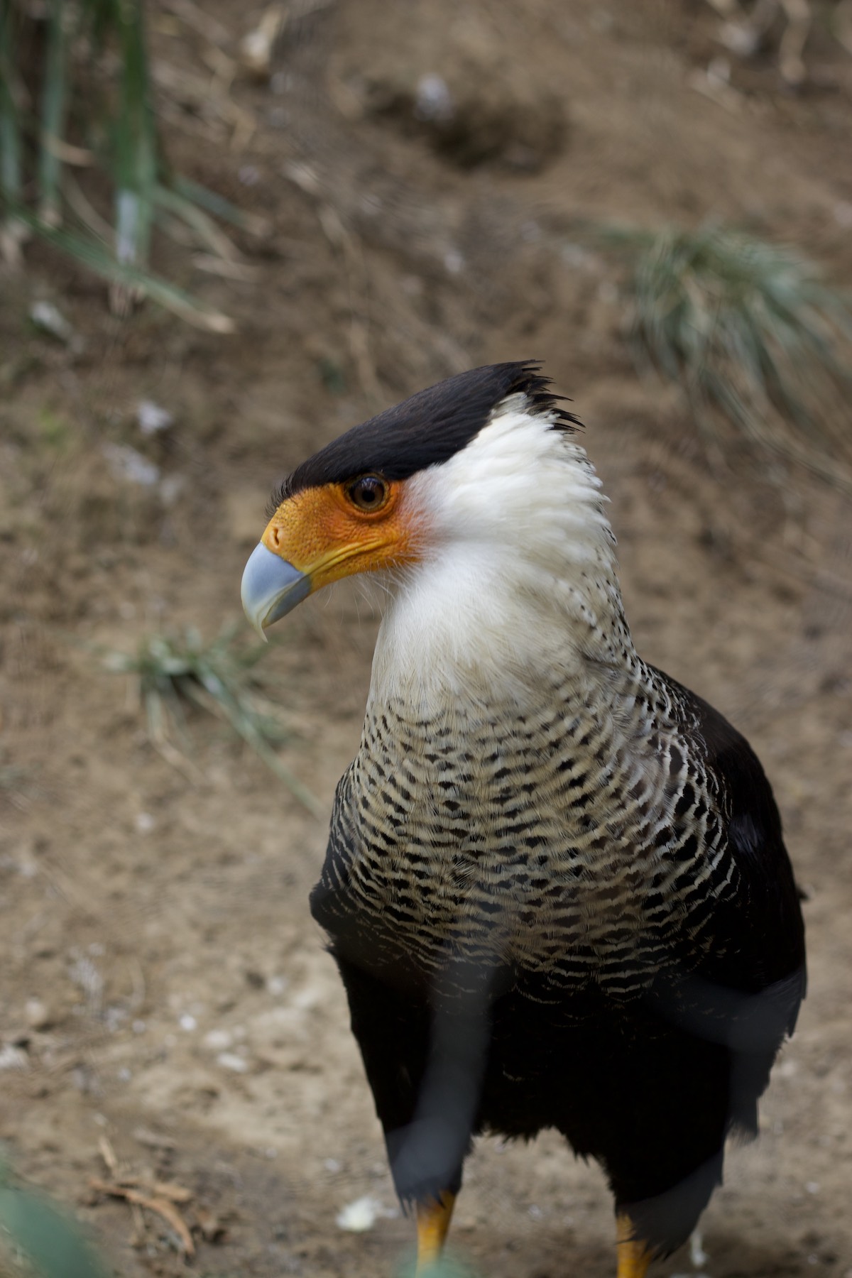 Crested Caracara in Amaru Zoológico Bioparque