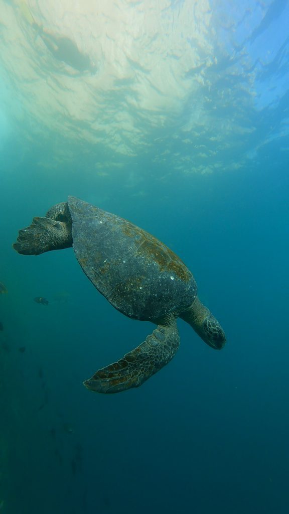 Seeing a turtle while snorkeling at Kicker Rock