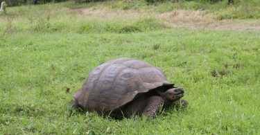 Galapagos Giant Turtle at El Chato Tortoise Reserve (Turtle Ranch) in Santa Cruz Island, Galapagos