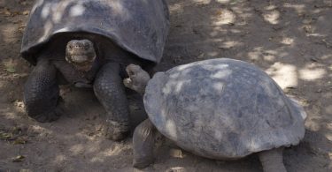 Galapaguera de Cerro Colorado, San Cristobal, Galapagos 