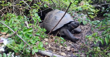 Galapagos Turtle on the Wall of Tears trail