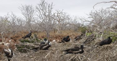 North Seymour Island Tour Galapagos