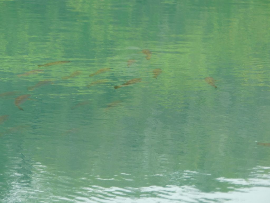 Watching fish at Laguna de las Ninfas Galapagos