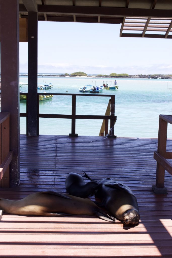 Sealions on the way to Concha Perla Galapagos