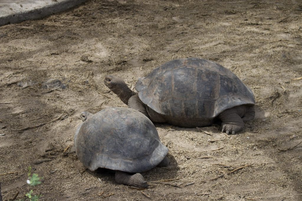Smaller turtles at Turtle at Galapaguera de Cerro Colorado, San Cristobal, Galapagos