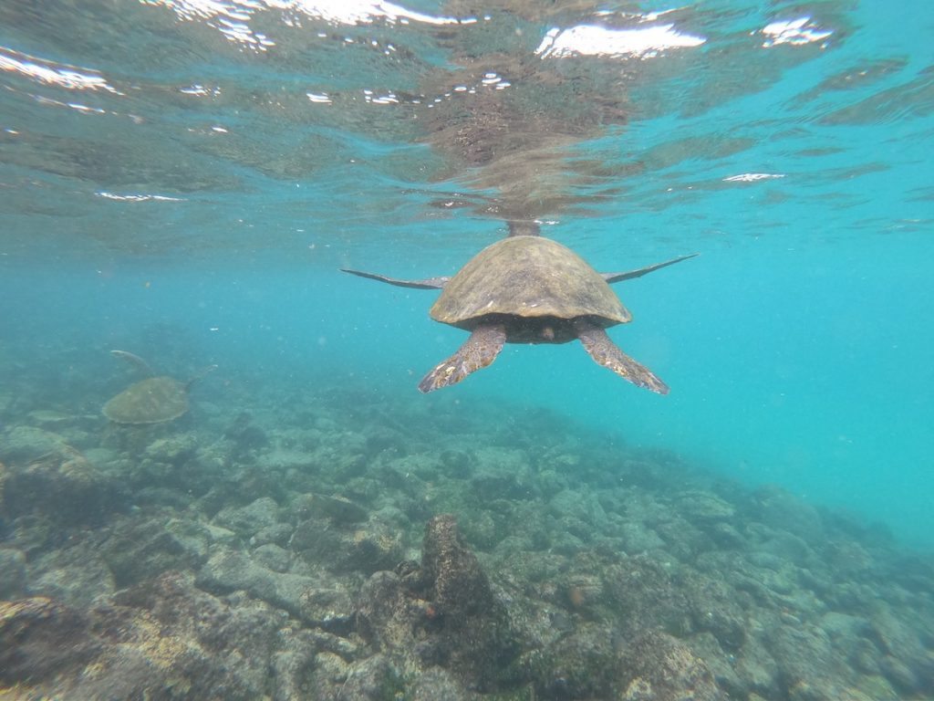 Snorkelling with turtle