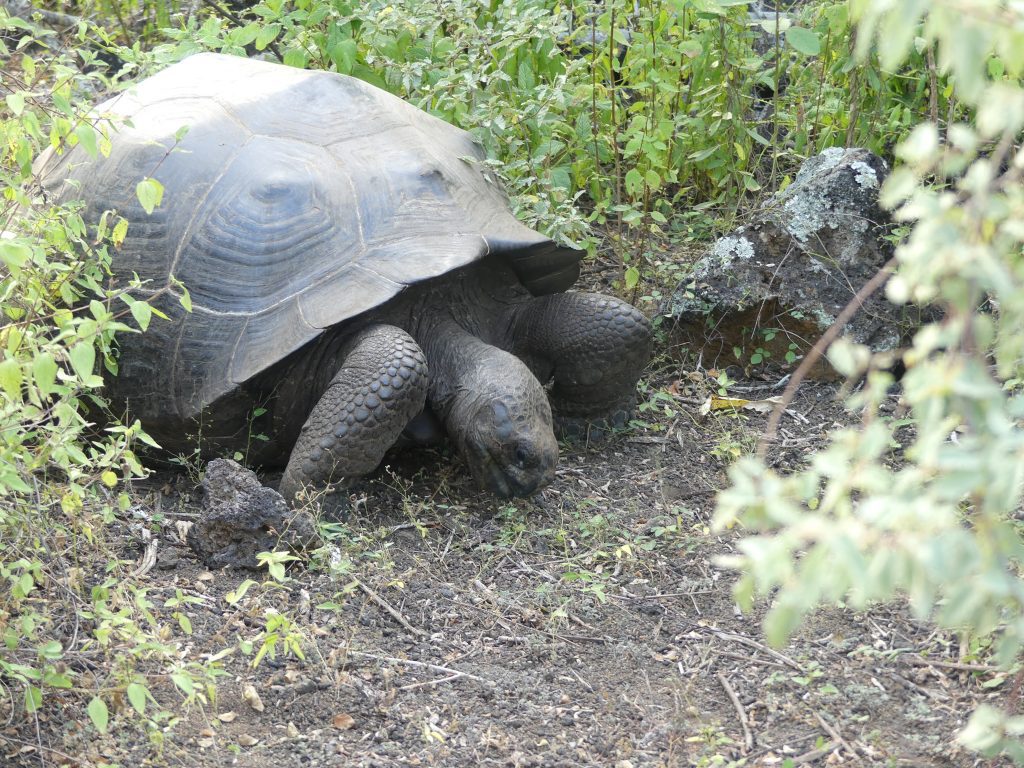 Galapagos Turtle on Wall of Tears route, e top, Isabela Island, Galapagos