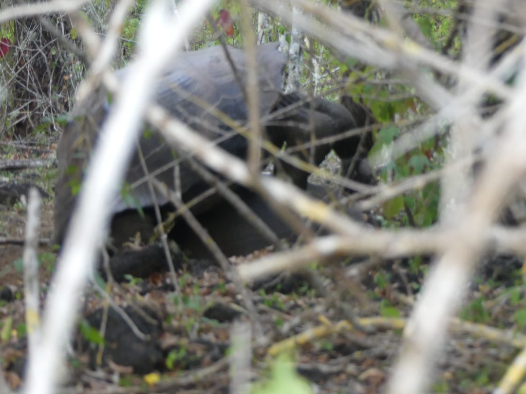 Another Galapagos Turtle on the Wall of Tears Route, e top, Isabela Island, Galapagos