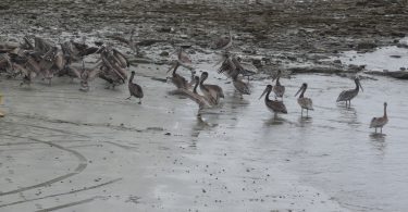 Puerto Lopez main image with birds