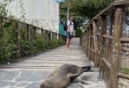 I am standing 2 meters away of sealion at Galapagos (San Cristobal Island)