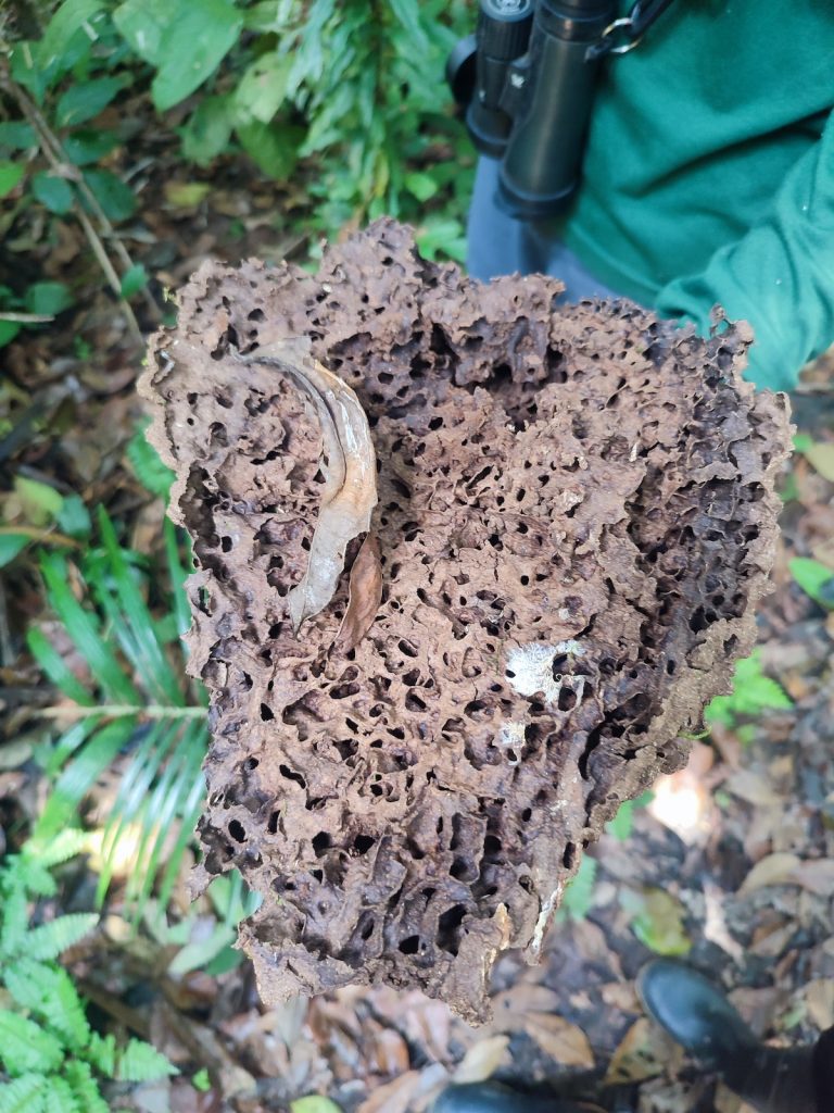 Insect at Cuyabeño reserve
