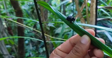 Exploring Cuyabeño reserve