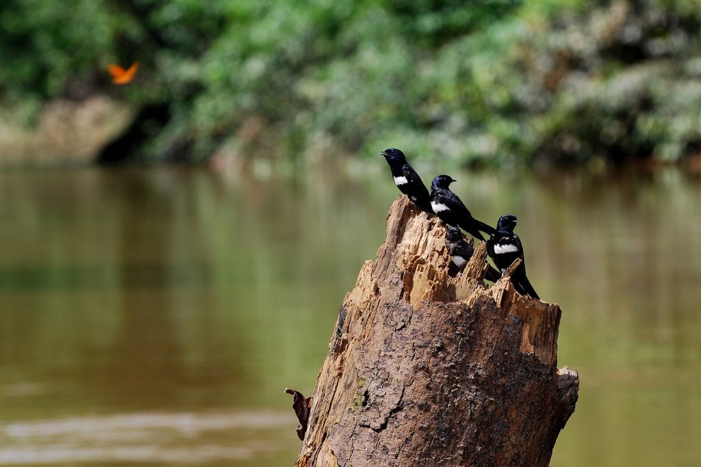Bird watching in Yasuni National Park, Ecuador