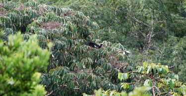 plants in Yasuni National Park, Ecuador