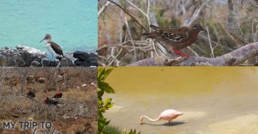 Birds we spotted on the Galapagos Islands