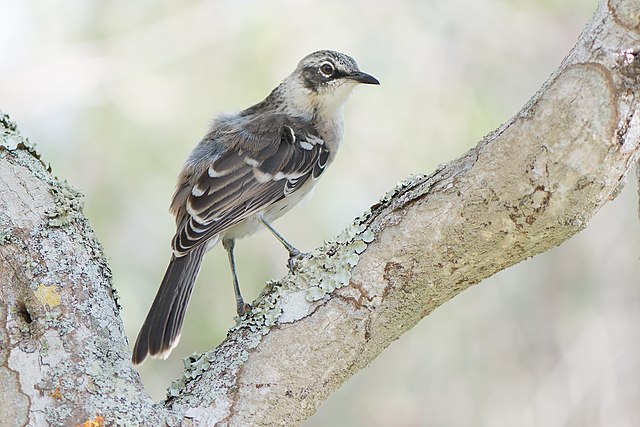 Galápagos mockingbird