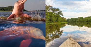 Pink dolphins in Ecuador
