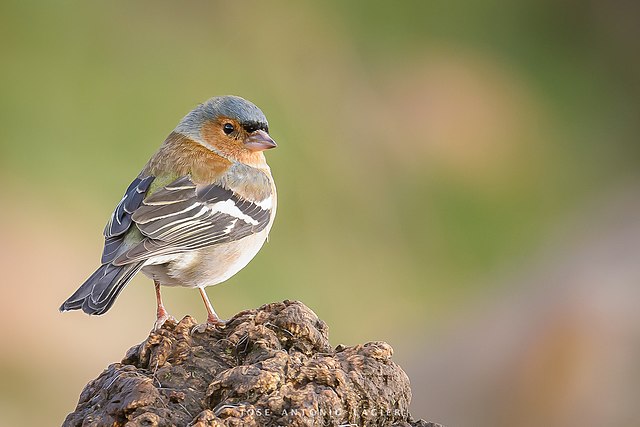 Darwin's Galapagos Finch