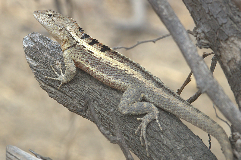 lava lizard galapagos