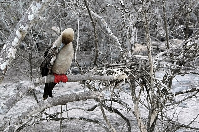 red footed boobie